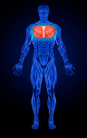 Concept or conceptual 3D human man anatomy or anatomical and muscle on blue backgroundの写真素材