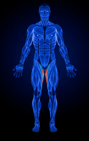 Concept or conceptual 3D human man health anatomy on blue backgroundの写真素材