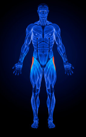 Concept or conceptual 3D human man health anatomy on blue backgroundの写真素材