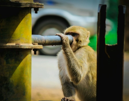 Monkey is drinking water
