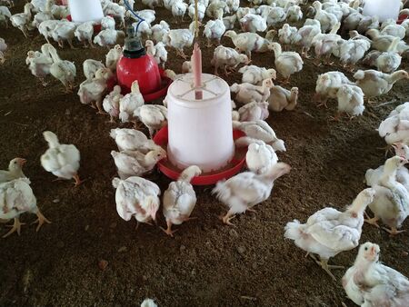 Broiler Chicken Images, Stock Photos.This Photo is taken in Bihar India By Vishal singhの写真素材