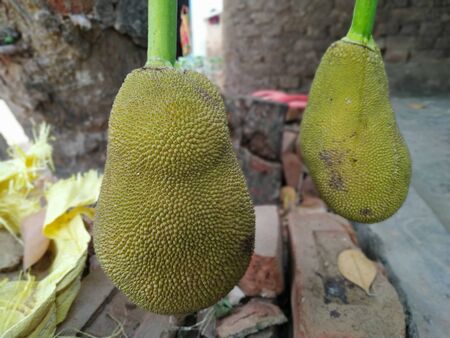 Jack fruit Indian Stock Photos .this photo is taken by vishal singh