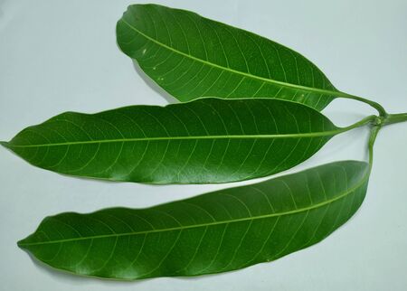 Mango Leaves Stock Photos .this photo is taken in india by vishal singhの写真素材
