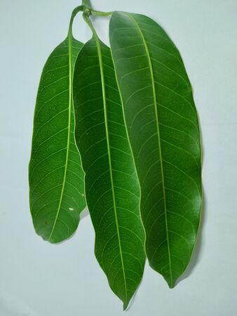 Mango Leaves Stock Photos .this photo is taken in india by vishal singhの写真素材