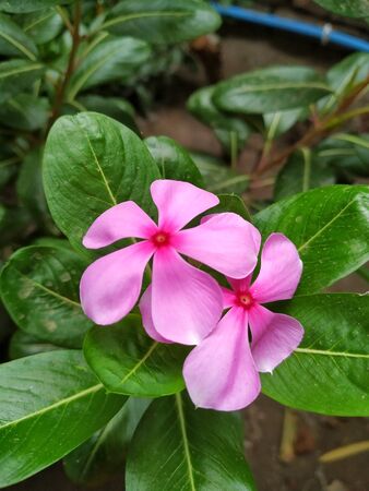 Periwinkle Flower Stock Photos- Growing Colorful Periwinkle Flowers and Plants. This Photo is taken In India.の写真素材