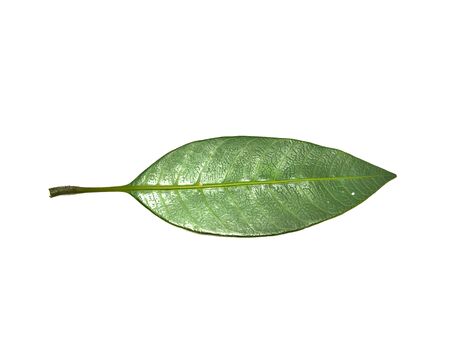 Mango Leaf Stock Photos. This photo is taken i india by vishal singhの写真素材