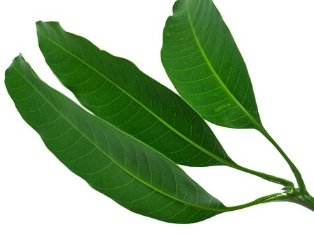 Mango Leaf Stock Photos. This photo is taken i india by vishal singhの写真素材