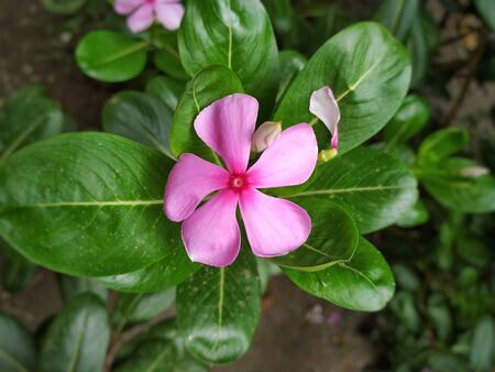 Periwinkle Flower Stock Photos- Growing Colorful Periwinkle Flowers and Plants. This Photo is taken In India.の写真素材