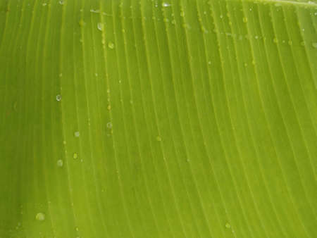 Natural Green Banana Leaf Stock photo. This photo is taken in India by vishal singhの写真素材