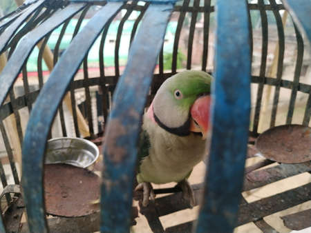 Indian Ringneck Parrot Stock photo. This photo is taken in india by vishal singhの写真素材