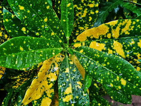 Indian Colorful Leaf Plant. This photo is taken in india by vishal singhの写真素材