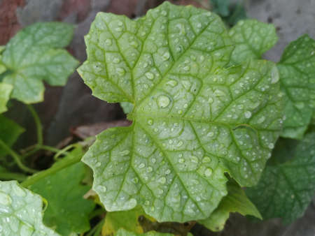 Water droplets on leaves Stock Photo. this photo is taken in indiaの写真素材