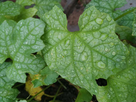 Water droplets on leaves Stock Photo. this photo is taken in indiaの写真素材