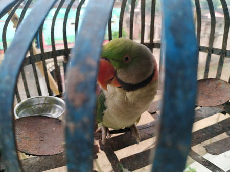 Indian Ringneck Parrot Stock photo. This photo is taken in india by vishal singhの写真素材
