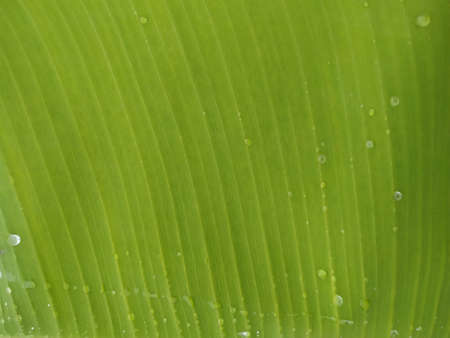 Natural Green Banana Leaf Stock photo. This photo is taken in India by vishal singhの写真素材