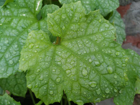 Water droplets on leaves Stock Photo. this photo is taken in indiaの写真素材
