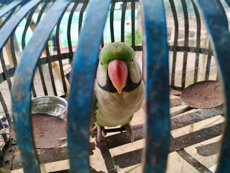 Indian Ringneck Parrot Stock photo. This photo is taken in india by vishal singhの写真素材