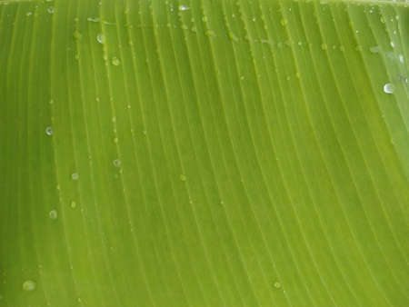 Natural Green Banana Leaf Stock photo. This photo is taken in India by vishal singhの写真素材