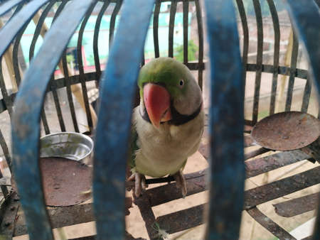Indian Ringneck Parrot Stock photo. This photo is taken in india by vishal singhの写真素材