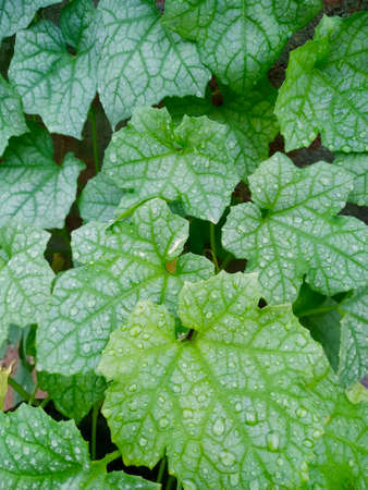 Water droplets on leaves Stock Photo. this photo is taken in indiaの写真素材