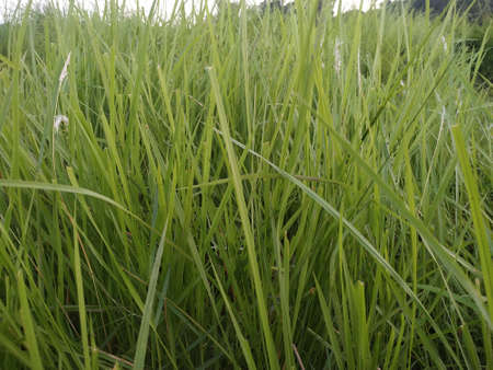 Green grass stock photos. this photo is taken in indiaの写真素材