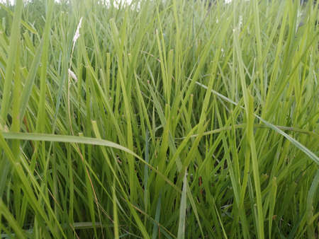 Green grass stock photos. this photo is taken in indiaの写真素材