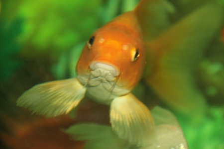 Koi Fish approachingの写真素材
