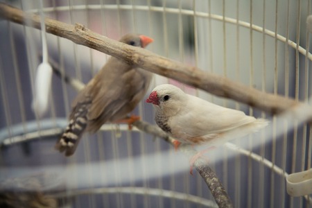 Birds in a cageの写真素材