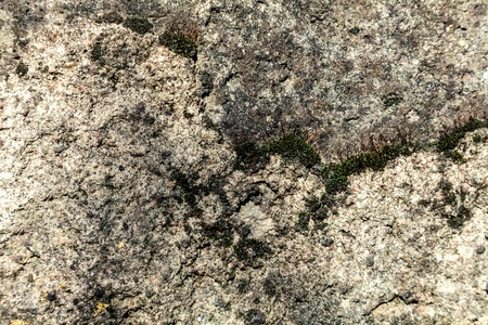 Old white wall with green mossの写真素材