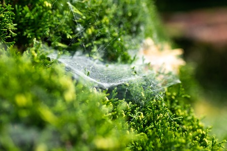 Spider web on a green bushの写真素材
