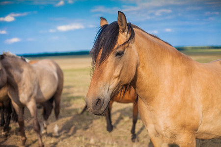 Horse in the pasture of beige colorの写真素材
