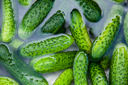 Cucumbers in water, Cucumbers ready for pickling and canning produceの写真素材