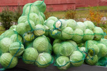 White cabbage in bags at the market. Tasty fresh raw cabbage in a mesh bear.の写真素材