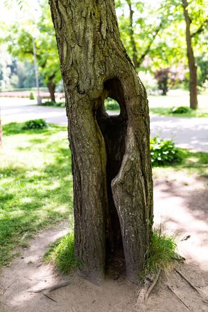 A tree with a large hollow. Tree in the park. Large hollow in a tree.の写真素材