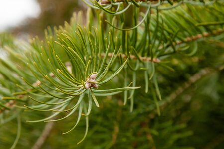 Spruce branch with green needles. Pine coniferous branch . Beautiful spruce branch with pine...