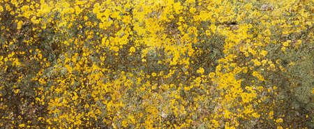 Yellow lichen on the stone. Yellow mold on a gray old rock. Natural background texture. Texture of a stone wall covered with yellow mossの写真素材