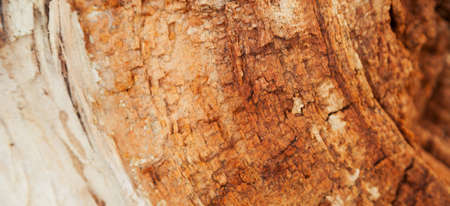 Rotten wood texture. Rotten tree close-up and its rotten fragments.