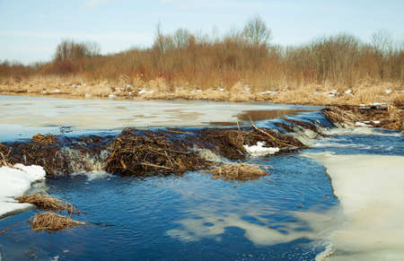 Platinum beaver on the river. Beaver platinum. Beaver built a dam. A dam of branches, twigs, trees.