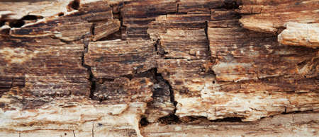 Rotten wood texture. Rotten tree close-up and its rotten fragments.