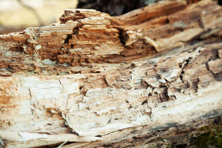 Rotten wood texture. Rotten tree close-up and its rotten fragments.