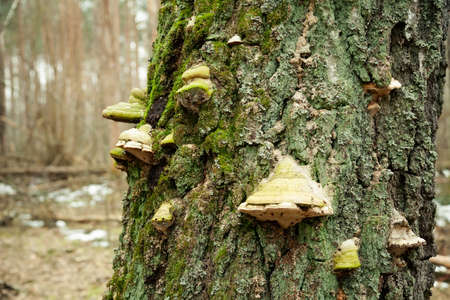 fungus on the tree. fungus. Chaga mushroom on the tree. Large woody mushrooms grew on a moss-covered tree trunkの写真素材