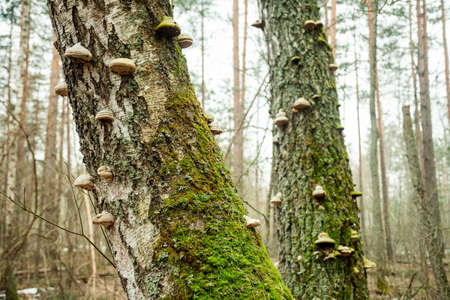 fungus on the tree. fungus. Chaga mushroom on the tree. Large woody mushrooms grew on a moss-covered tree trunkの写真素材