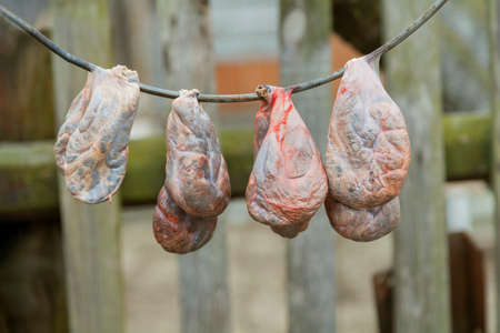 Beavers stream castoreum secreted from special glands of river beavers. It is produced in the anal prepuce glands of beavers. Beavers use this gland to mark their territoryの写真素材