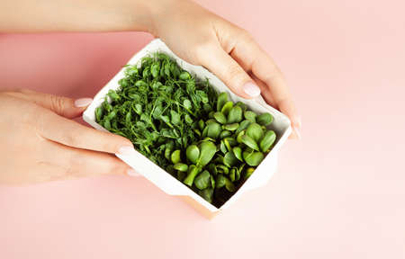 Girl holds a cardboard box with microgreen. Raw sprouts. Healthy eating and diet, vegan lifestyle. Fresh green ingredient, delicious leaves. Natural organic bio food. Handpicked growth seedsの写真素材