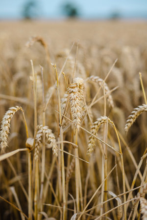 Expansive field of golden wheat swaying gently in the breeze under a clear blue sky. The tall, ripe stalks create a serene and peaceful landscape, perfect for agricultural, nature, countryside themesの写真素材