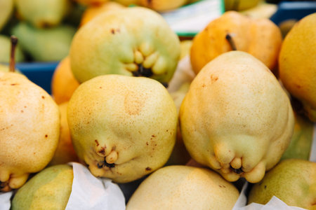 Fresh organic quinces with natural imperfections at a farmers market. Rustic autumn fruit. Perfect...