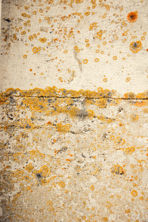 Close-up of weathered stone surface with yellow lichen growth. Natural texture and organic pattern. ideal for design, nature, and environmental themesの写真素材