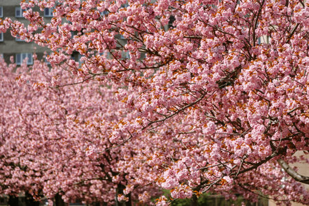 Cherry blossom trees in vibrant pink bloom along a city street, creating a stunning natural canopy. Ideal for spring-themed visuals, floral backgrounds, and seasonal creative useの写真素材