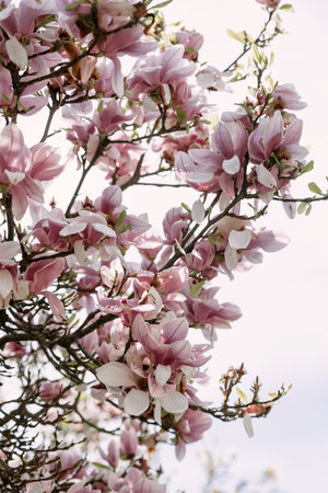 Soft pink magnolia blossoms blooming in natural daylight against a bright sky. Ideal for spring-themed visuals, floral backgrounds, romantic concepts, and wellness-related designs.の写真素材