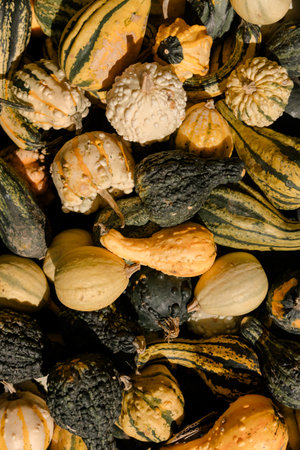 Fresh decorative gourds in assorted colors and shapes stacked in a pile, symbolizing autumn harvest, organic farming, seasonal vegetables and natural decorative food visuals.の写真素材
